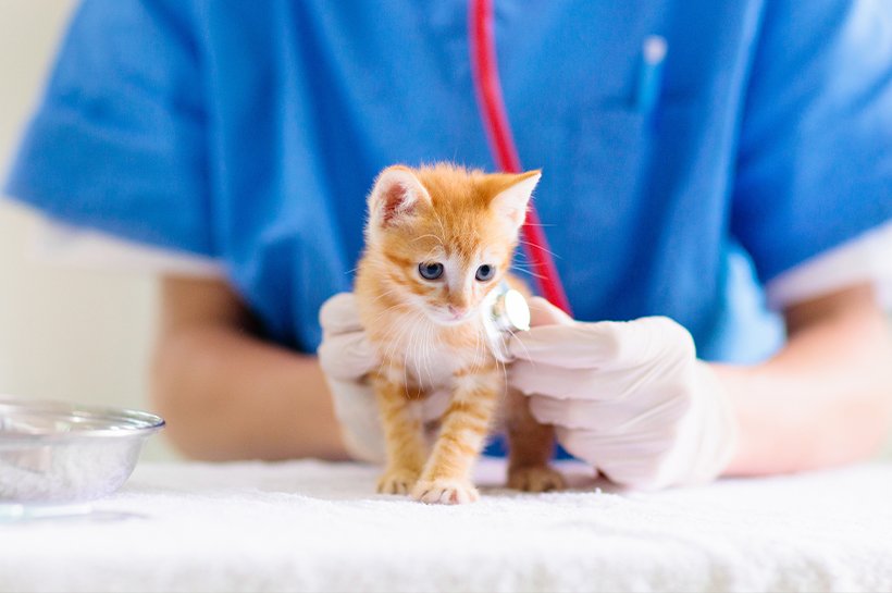 Kitten bei einem Tierarzt auf dem Behandlungstisch