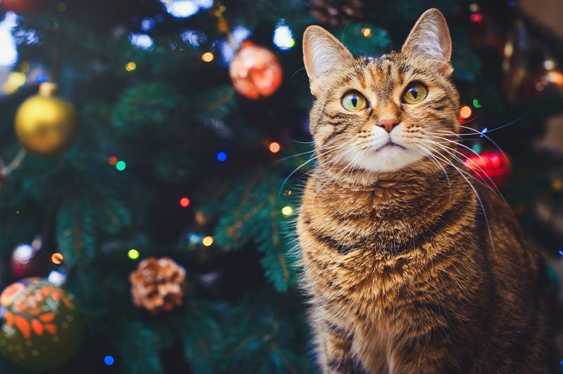 Katze sitzt vor dem Weihnachtsbaum