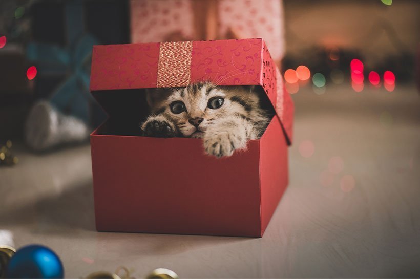 Kitten versteckt sich in Weihnachtsgeschenk