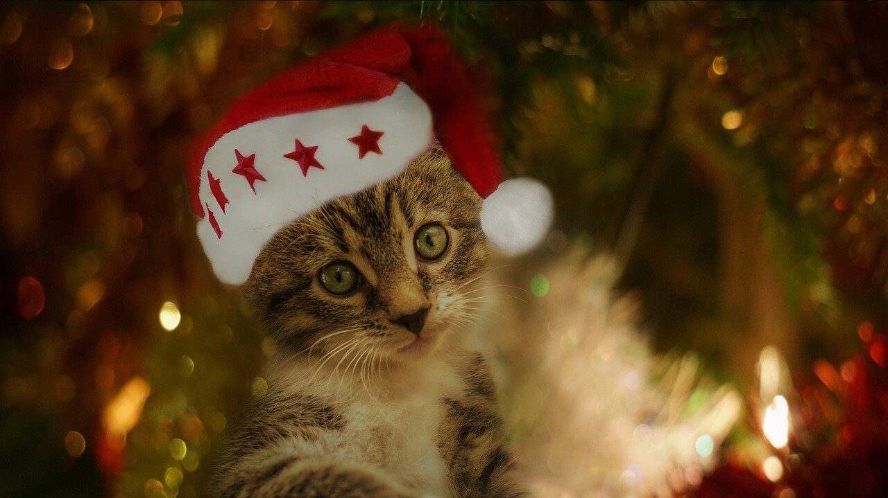 Weihnachten mit Katze: Die besten Tipps für sichere Feiertage ♥