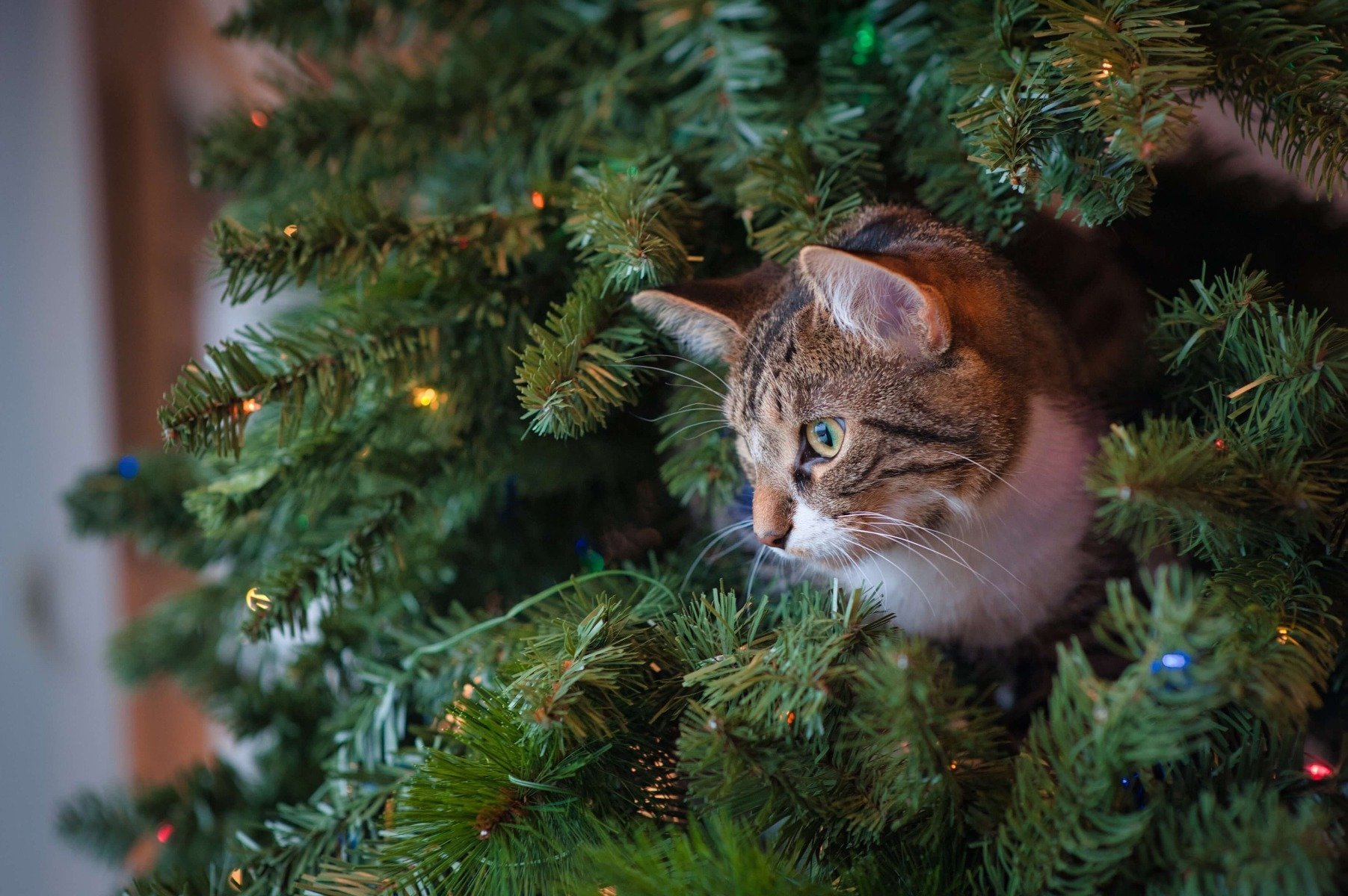 Weihnachten mit Katze: Die besten Tipps für sichere Feiertage ♥