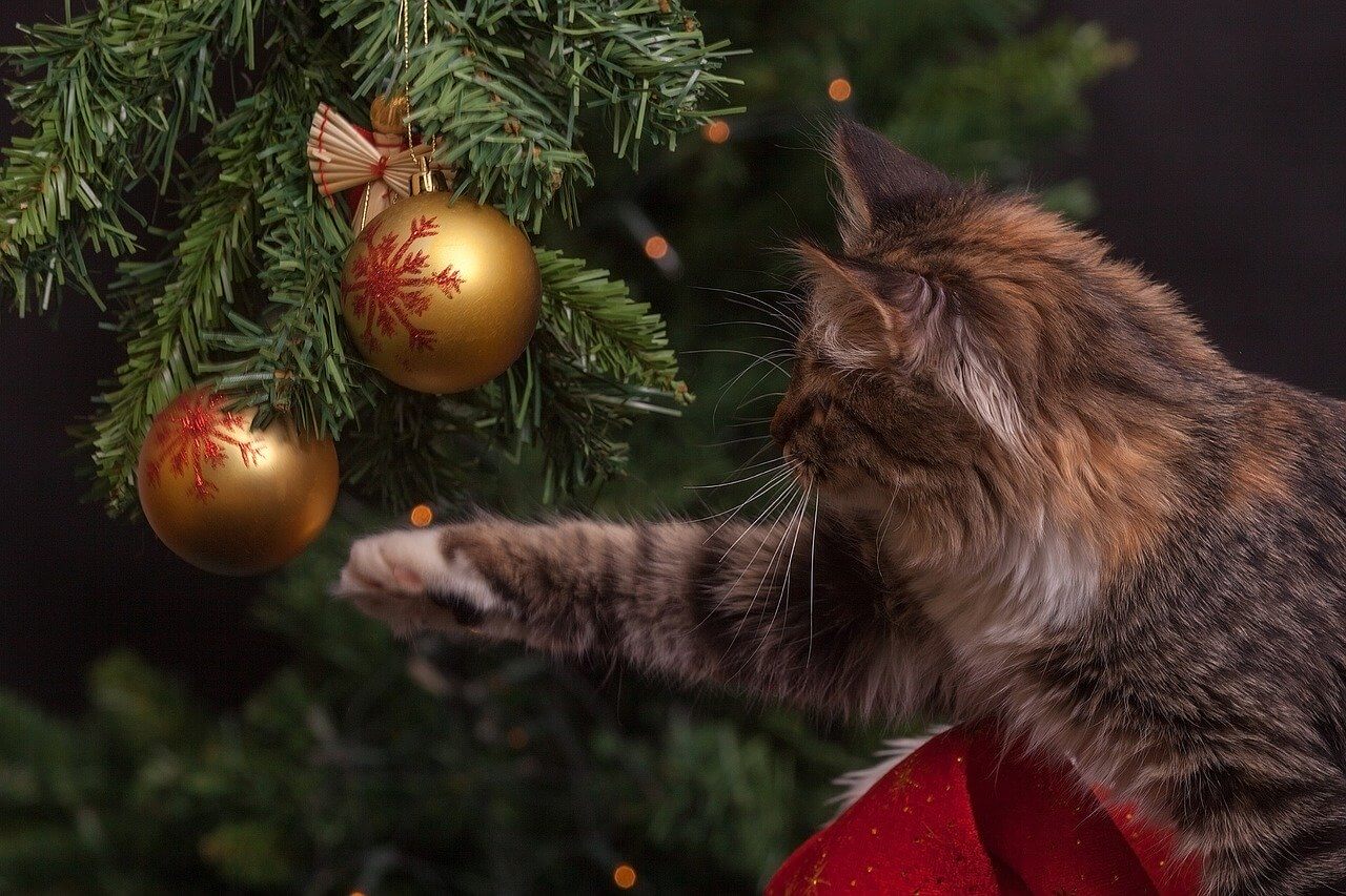 Katze spielt mit Christbaumkugeln