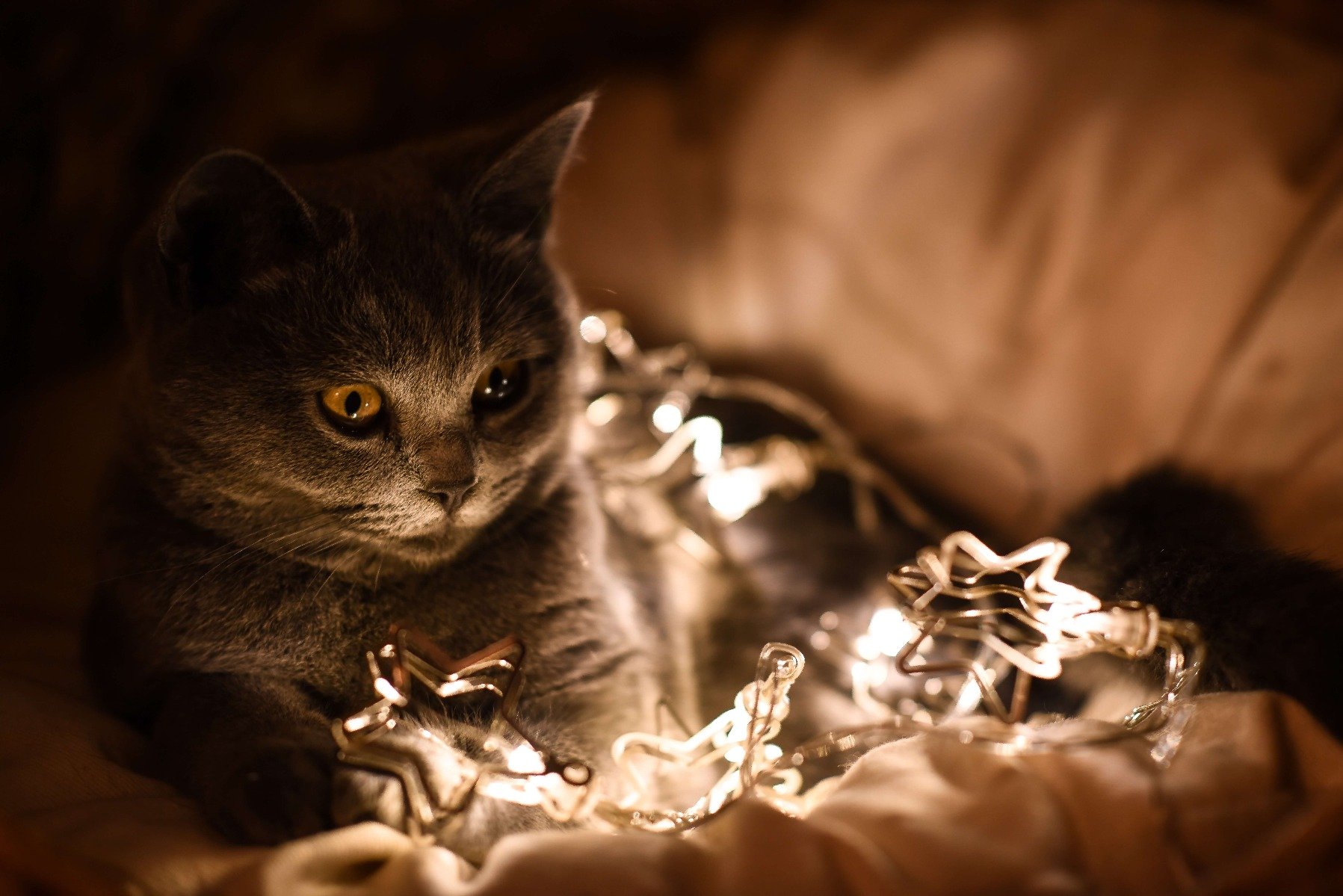 Katze spielt mit Lichterkette