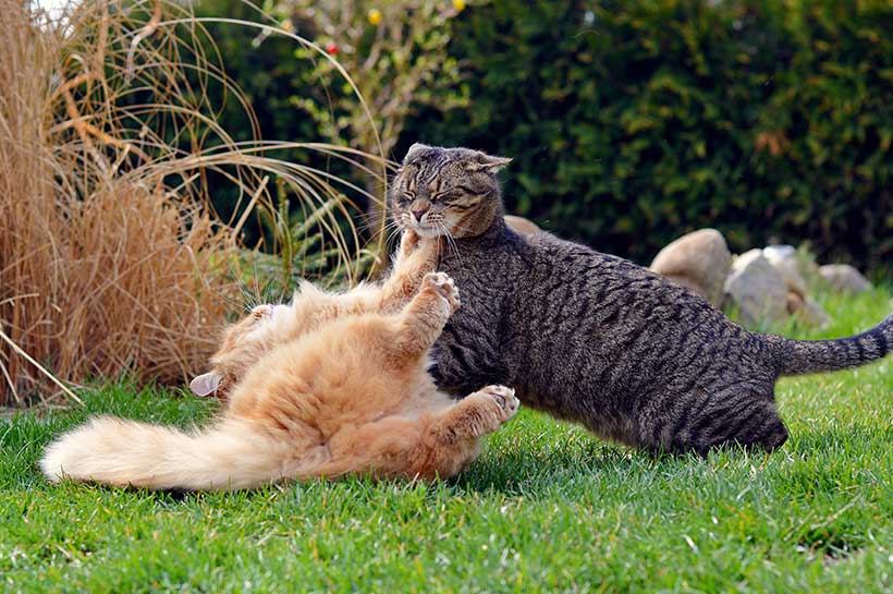 Zwei Katzen rangeln auf der Wiese.