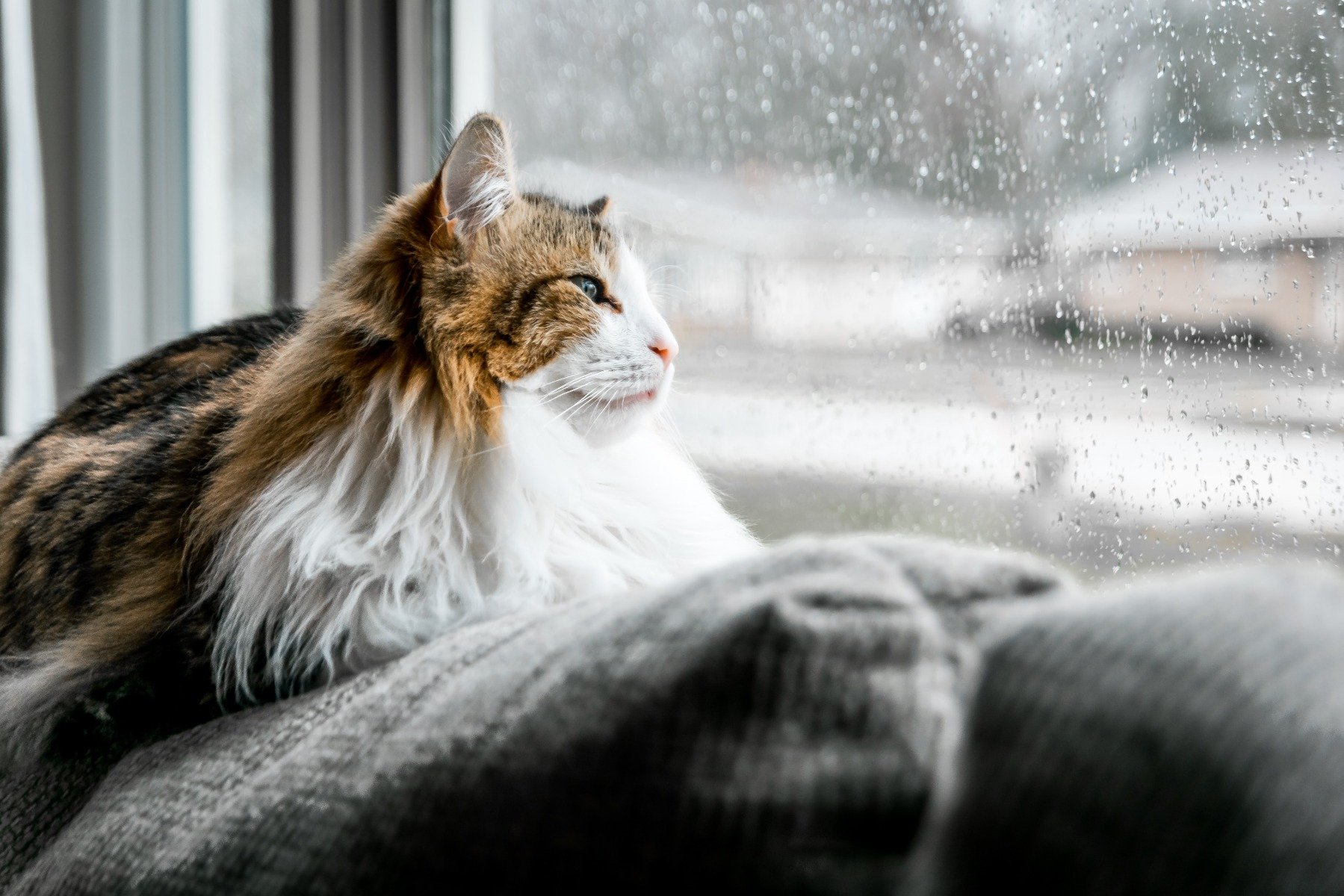 Braun weiße Katze liegt auf gepolstertem Fensterbrett und beobachtet Schneefall im Winter draußen