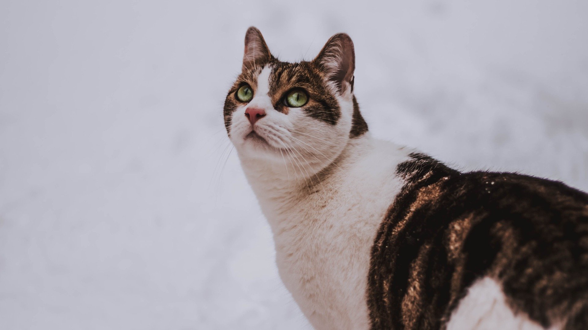 Glückskatze im Winter schaut hoch