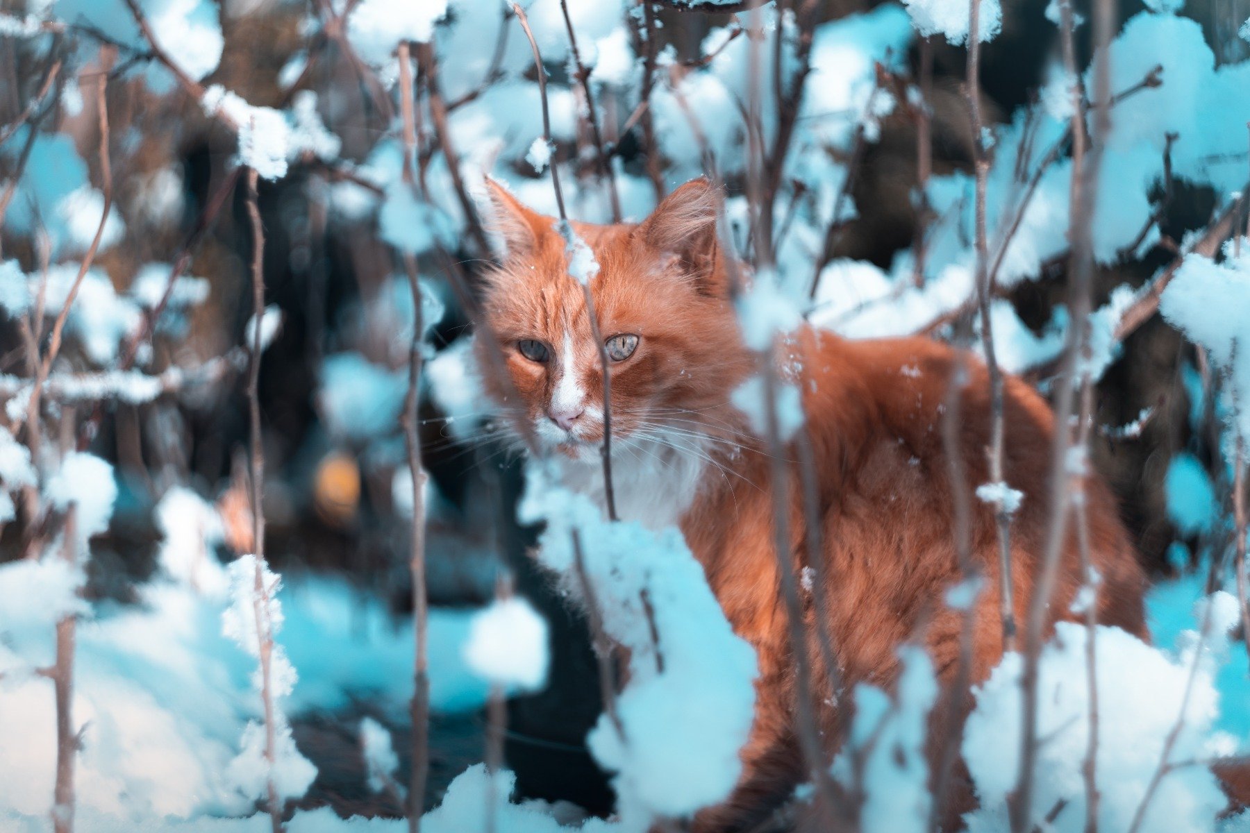 Rot getigerte Katze hinter verschneiten Zweigen im Winter