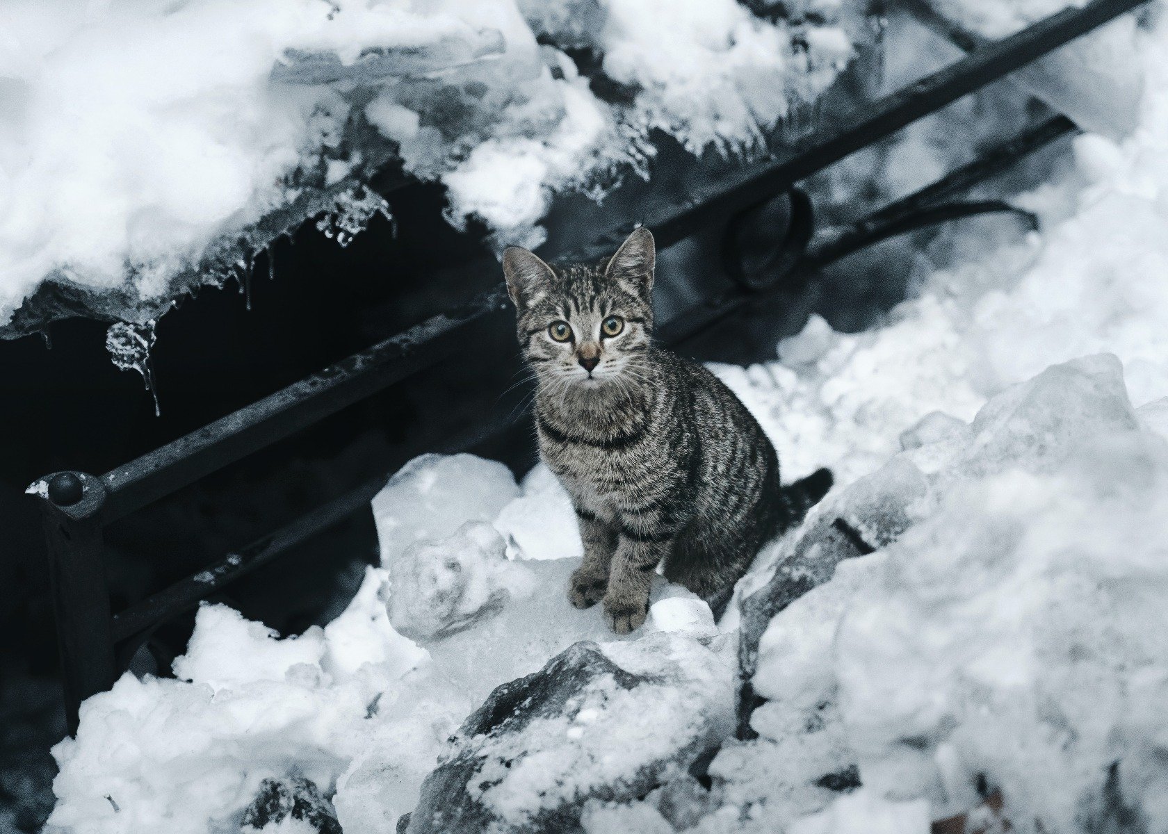Grau getigertes Kitten Kätzchen im Schnee im Winter