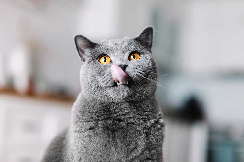 Katze leckt sich mit der Zunge über die Schnauze