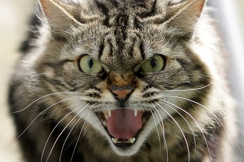 Katze zeigt fauchend die Zähne