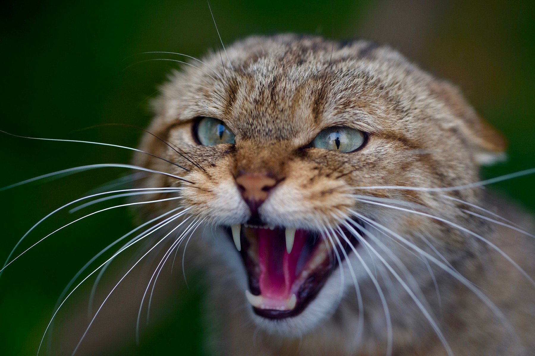 Katze legt die Ohren zurück und faucht