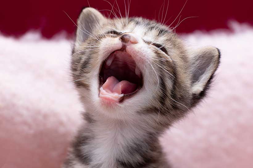 Ein junges Kitten zeigt ihre Katzen Milchzähne mit aufgerissenem Katzenmaul