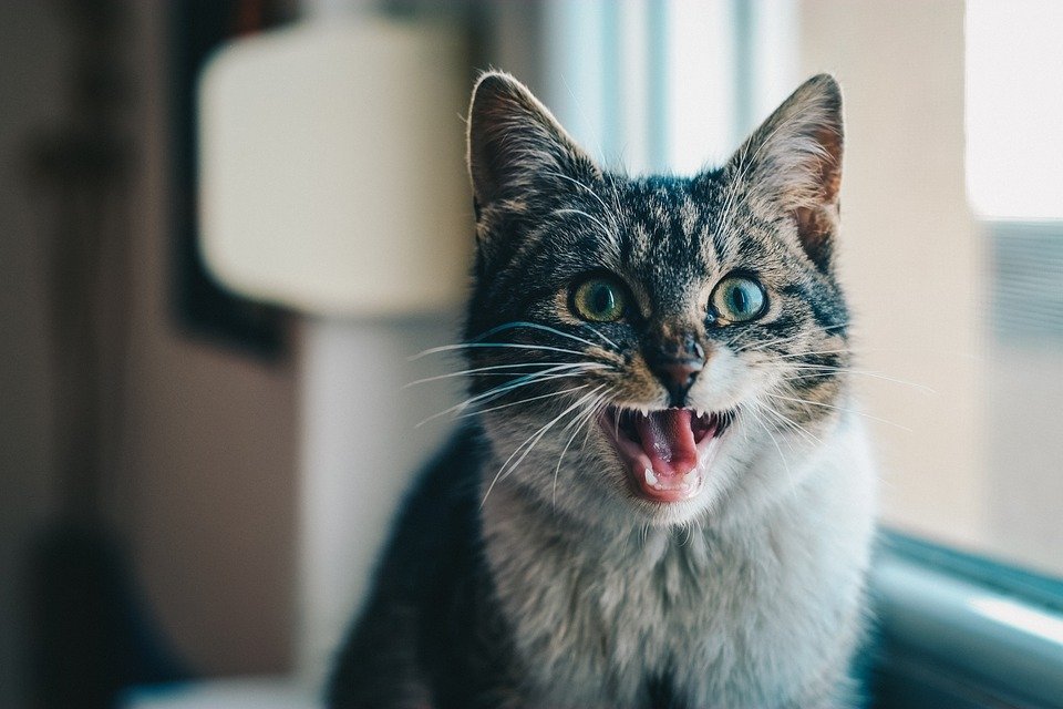 Glückliche Katze sitzend