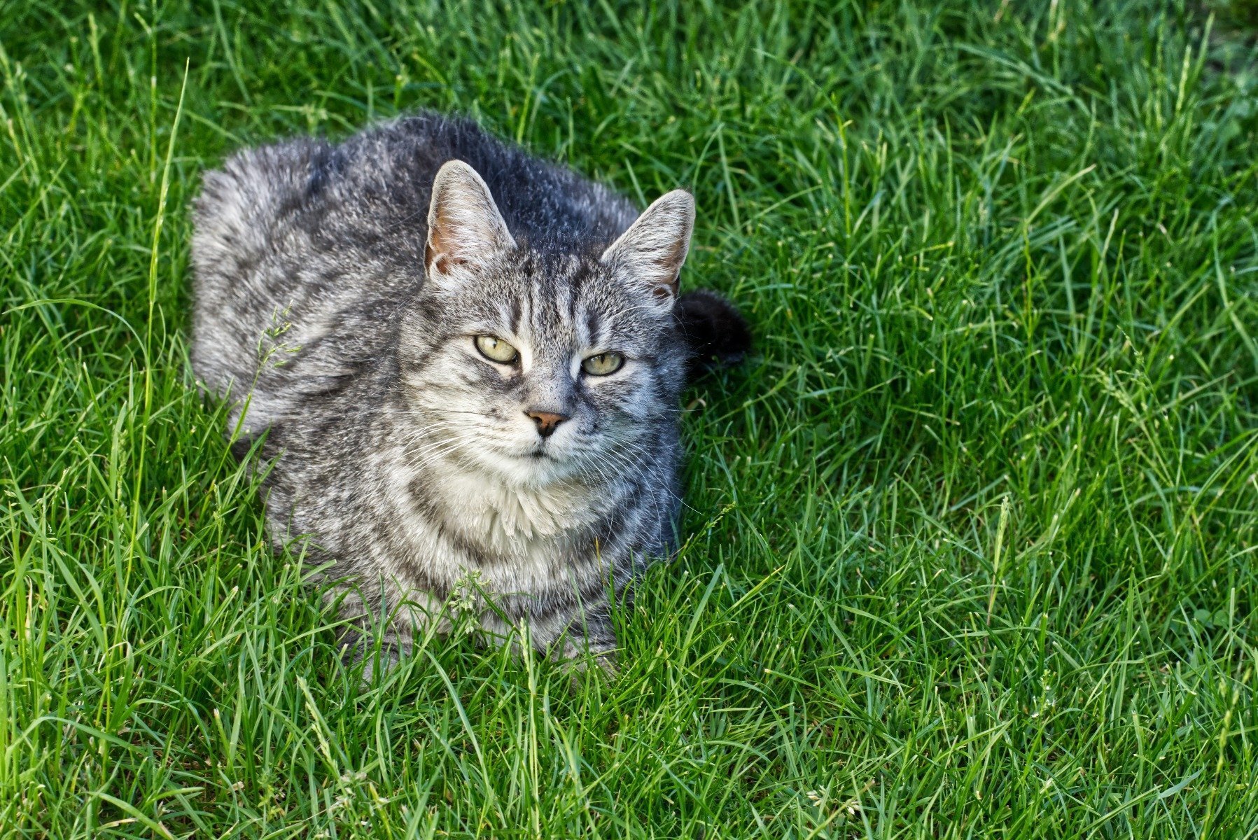 Grau getigerte Katze sitzt im Gras