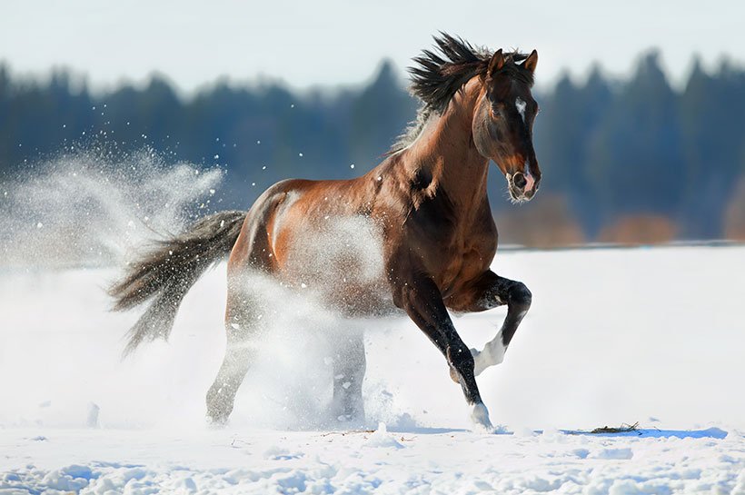 Pferd galoppiert im Schnee