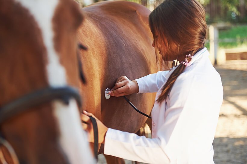 Pferd wird von Tierärztin gut untersucht