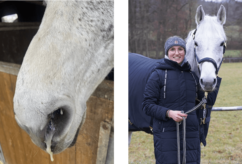 Close up einer weißen Pferdeschnauze aus der Nasenschleim läuft und winterlich gekleidete Frau steht vor weißem Pferd.