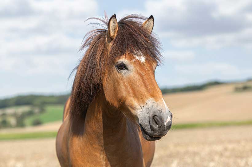Pferd in guter Verfassung mit starkem Immunsystem auf Weide