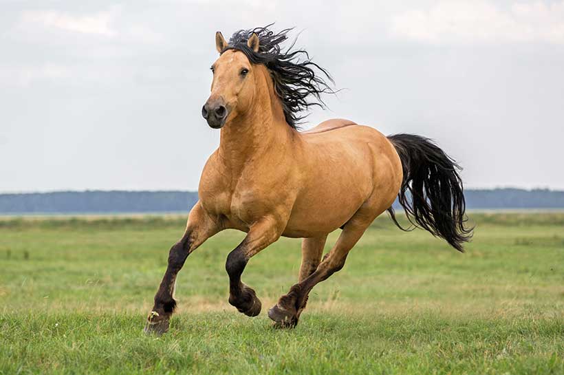 Pferd mit braunem Fell und guter Versorgung auf Wiese