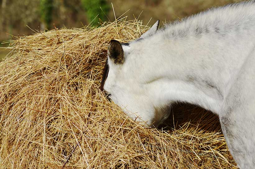 Pferd verschwindet mit Nase im Raufutter