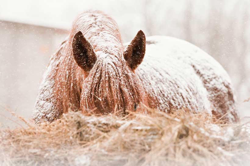 Pferd frisst im Offenstall im Winter