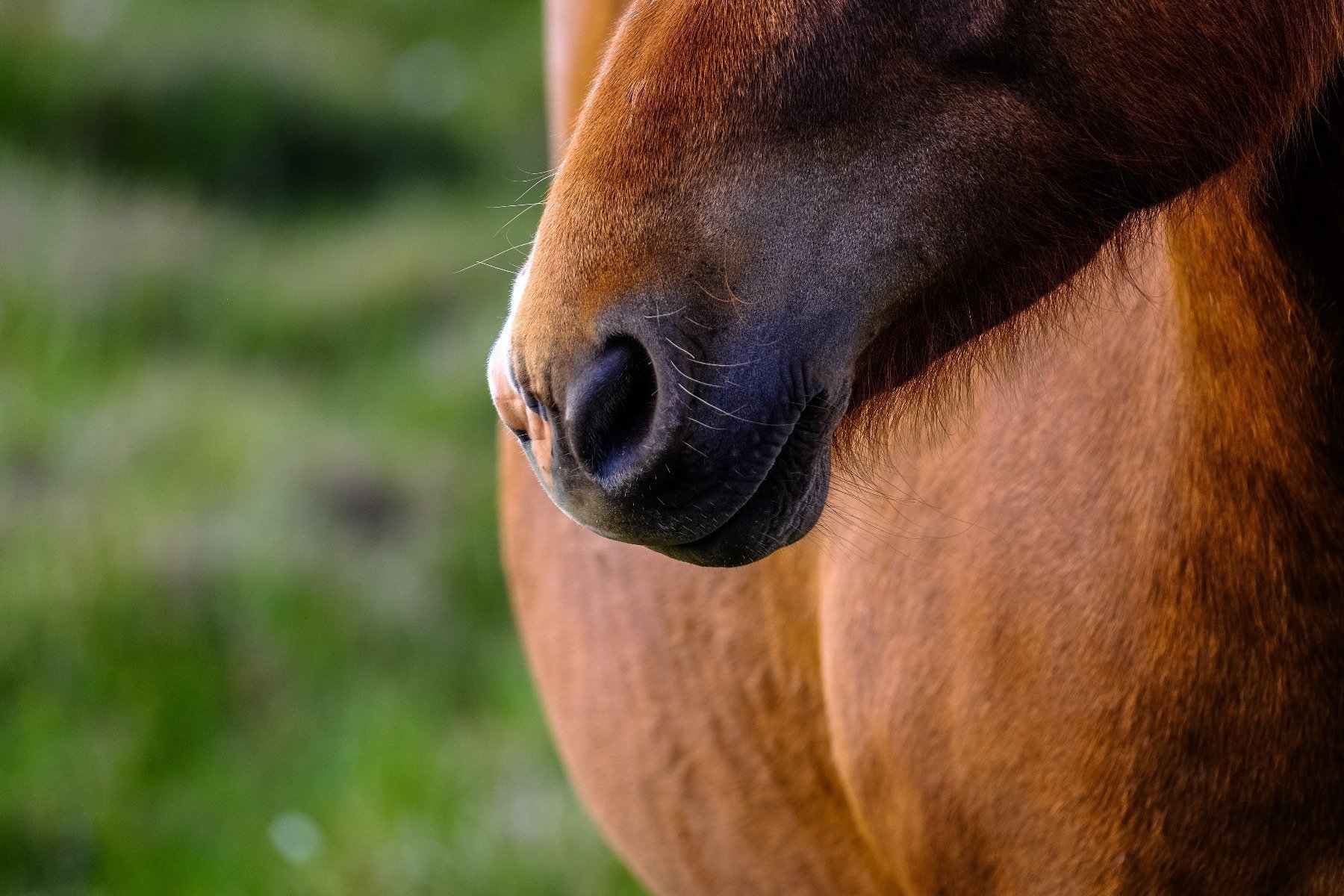 Nahaufnahme der Nüstern eines braunen Pferdes, das seinen Kopf nach rechts dreht.