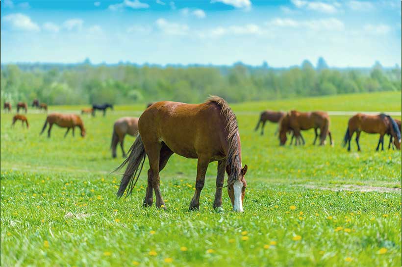 Pferd auf einer Wiese