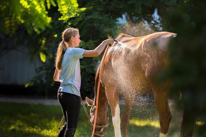 Mädchen duscht Pferd