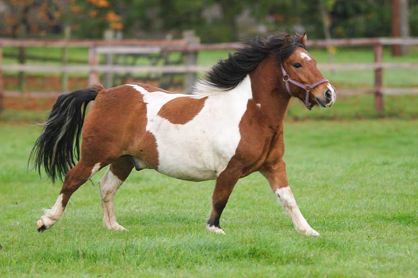 Dickes Shetty auf einer Wiese