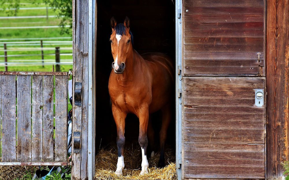 coronavirus pferd stall