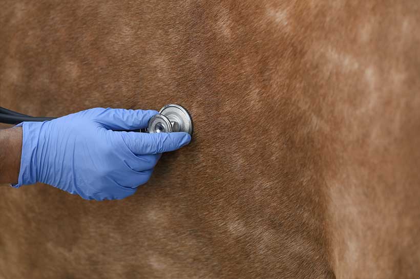 Tierärztin untersucht ein Pferd im Stall bei Verdacht auf Druse Tierärztin untersucht ein Pferd im Stall bei Verdacht auf Druse