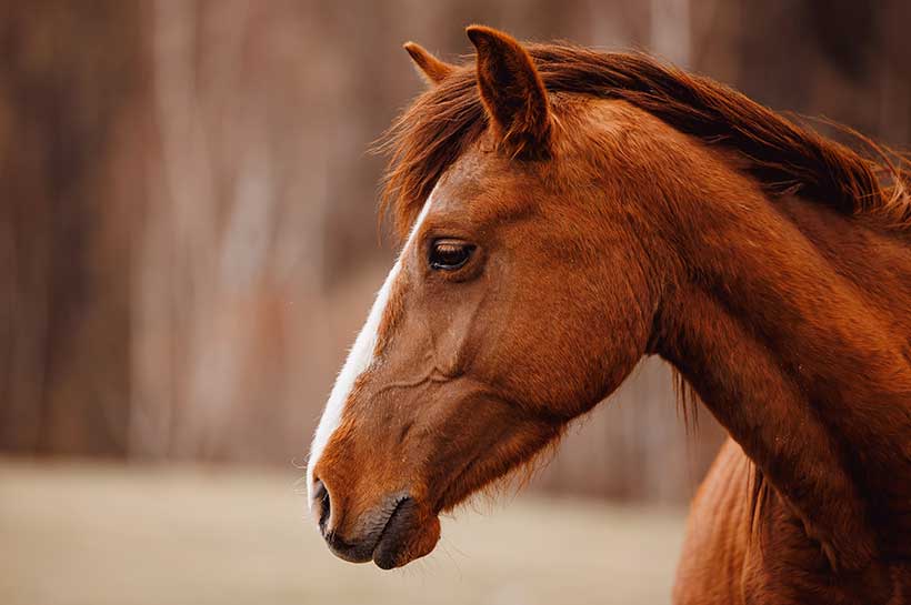 Abgeschlagenes Pferd mit gesenktem Kopf auf der Weide, deutlich reduzierter Allgemeinzustand bei Druse Abgeschlagenes Pferd mit gesenktem Kopf auf der Weide, deutlich reduzierter Allgemeinzustand bei Druse