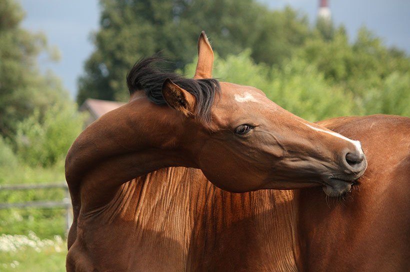 Pferd kratzt sich mit seinem Mund seitlich am Bauch