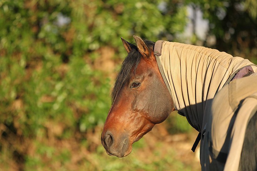 Pferd mit Ekzemerdecke schaut nach Hinten