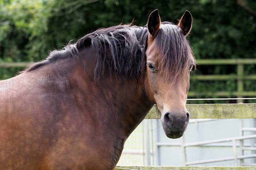 Pferd mit Insulinresistenz auf der Weide