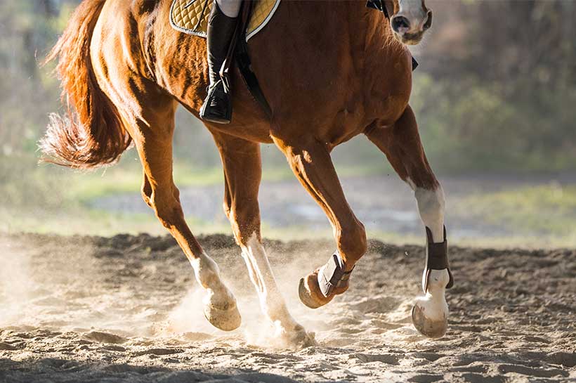 Braunes Pferd und Reiterin auf sandigem Grund