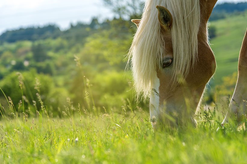 Pferd auf einer Weide beim Grasen