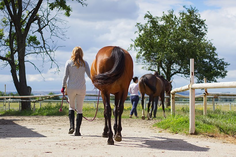 Pferd wird von Weide zur Wurmkur geführt