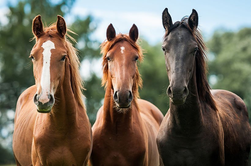 Drei Pferde im Portrait