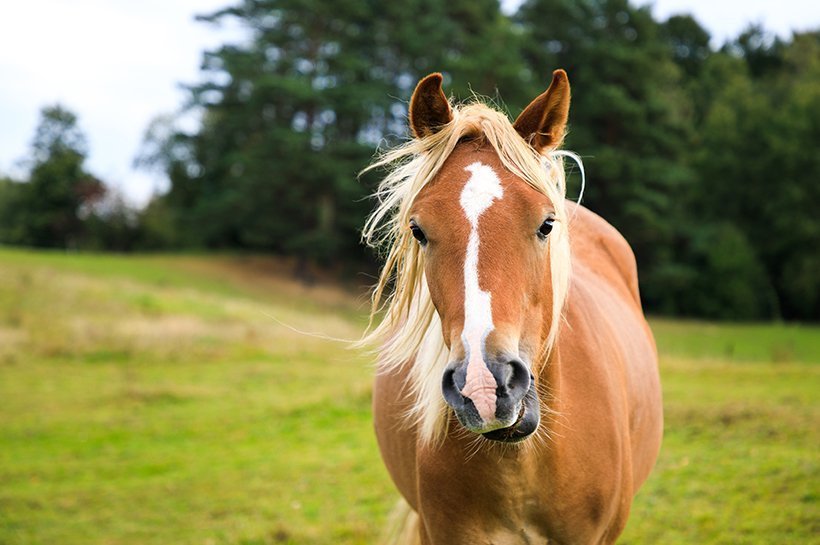 Ein Pferd steht auf einer Sommerwiese.