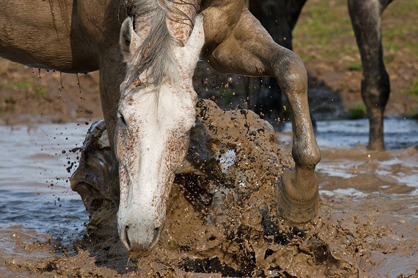 Pferd nimmt ein Schlammbad