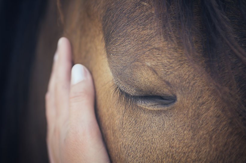 Hand von Mensch an Kopf von Pferd