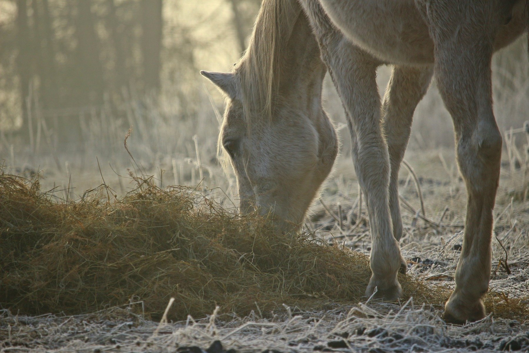 Pferd auf der Wiese frisst Pferdeheu