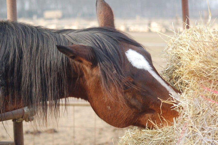 Pferd beim Heufressen 