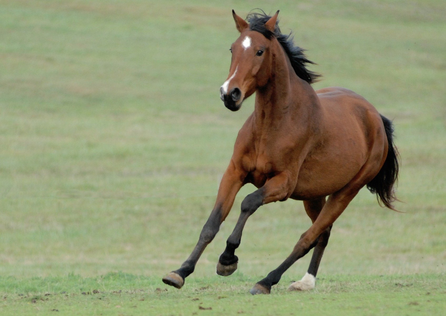 Pferd im Galopp auf der Weide