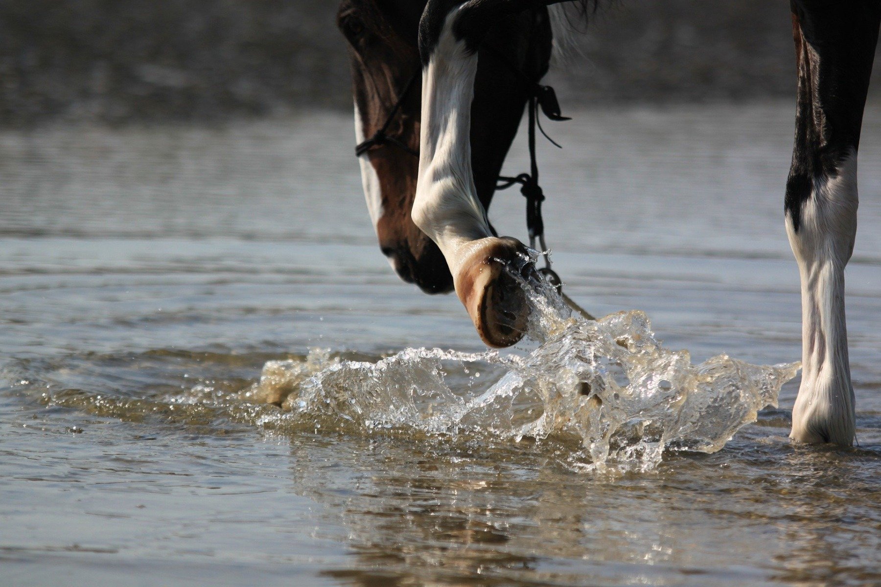 Huf eines Pferdes im Wasser