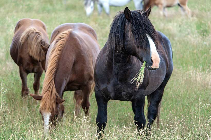Pferd der Rasse Shetlandpony mit Übergewicht frisst Gras