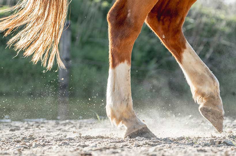 Pferd mit schlechten Hufen