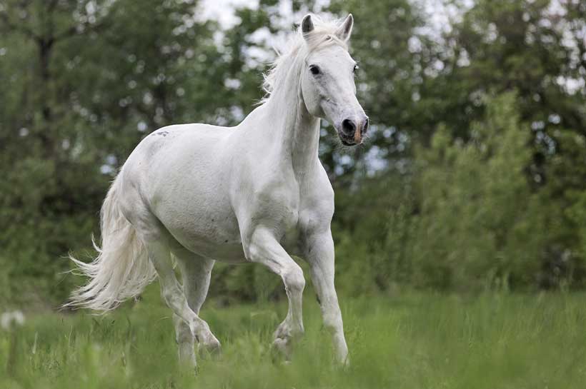Pferd tobt über die Weide