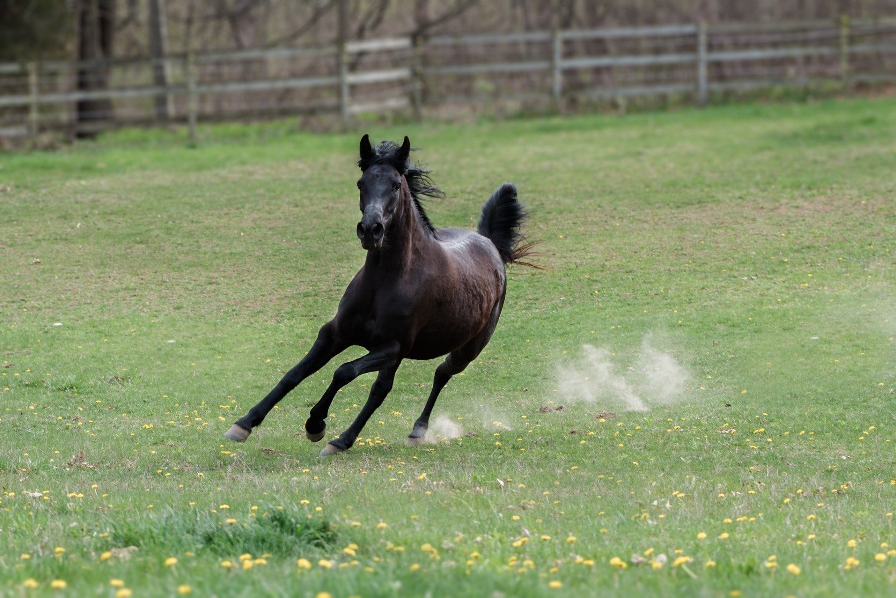 Pferd tobt über die Weide